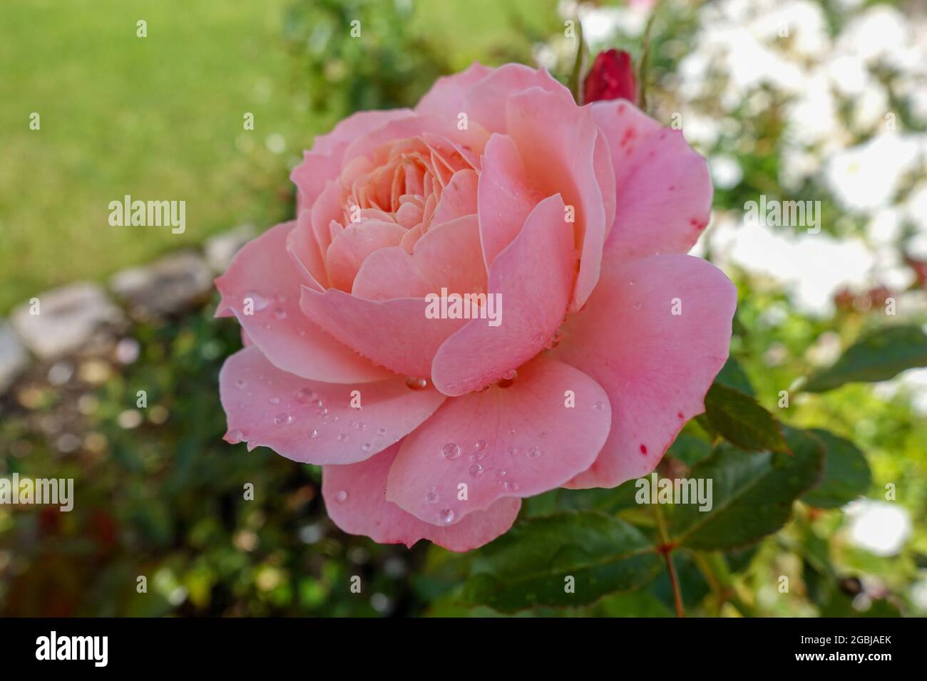 Botanica, rosa fiorisce dopo un movimento, PER IL SALUTO / CARTOLINA-USO IN GERM.SPEAK.C ALCUNE RESTRIZIONI POSSONO APPLICARSI Foto Stock
