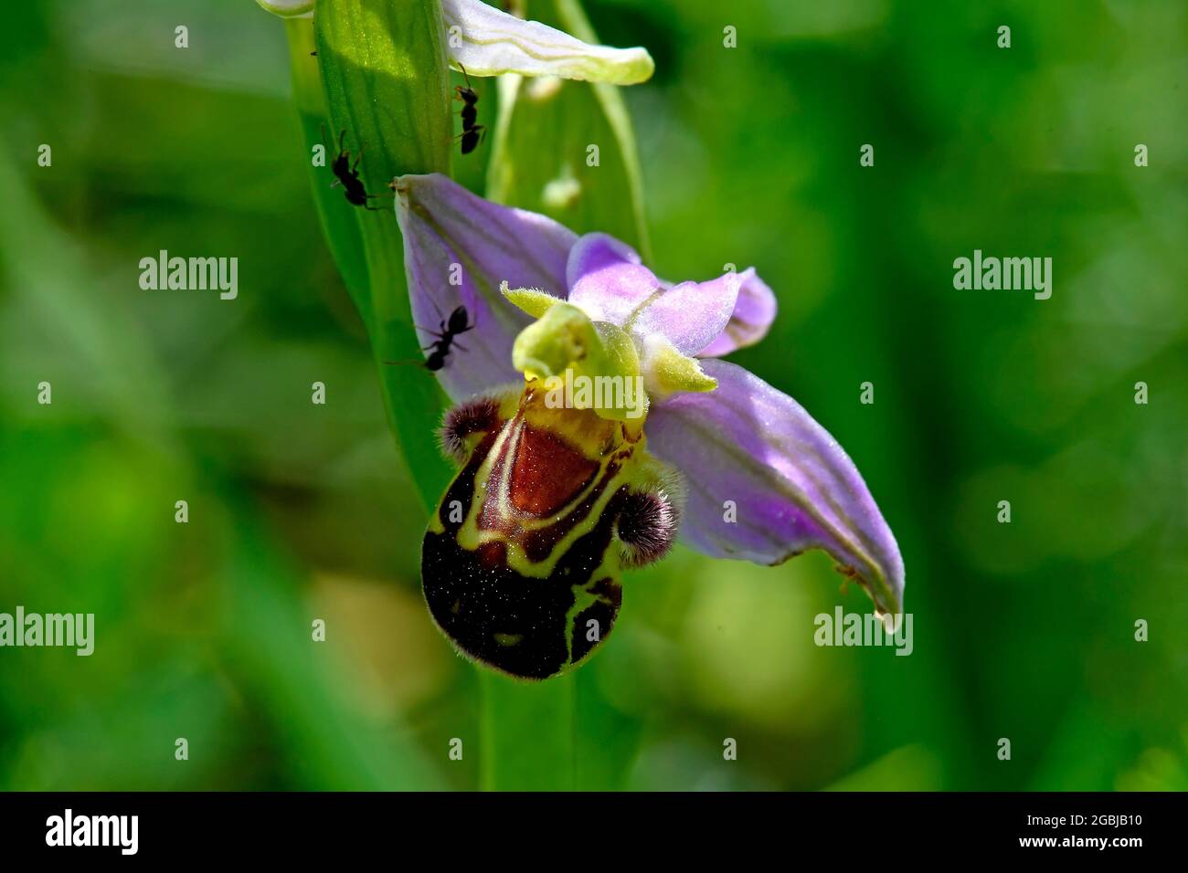 Bee Orchid in estate in Germania Foto Stock