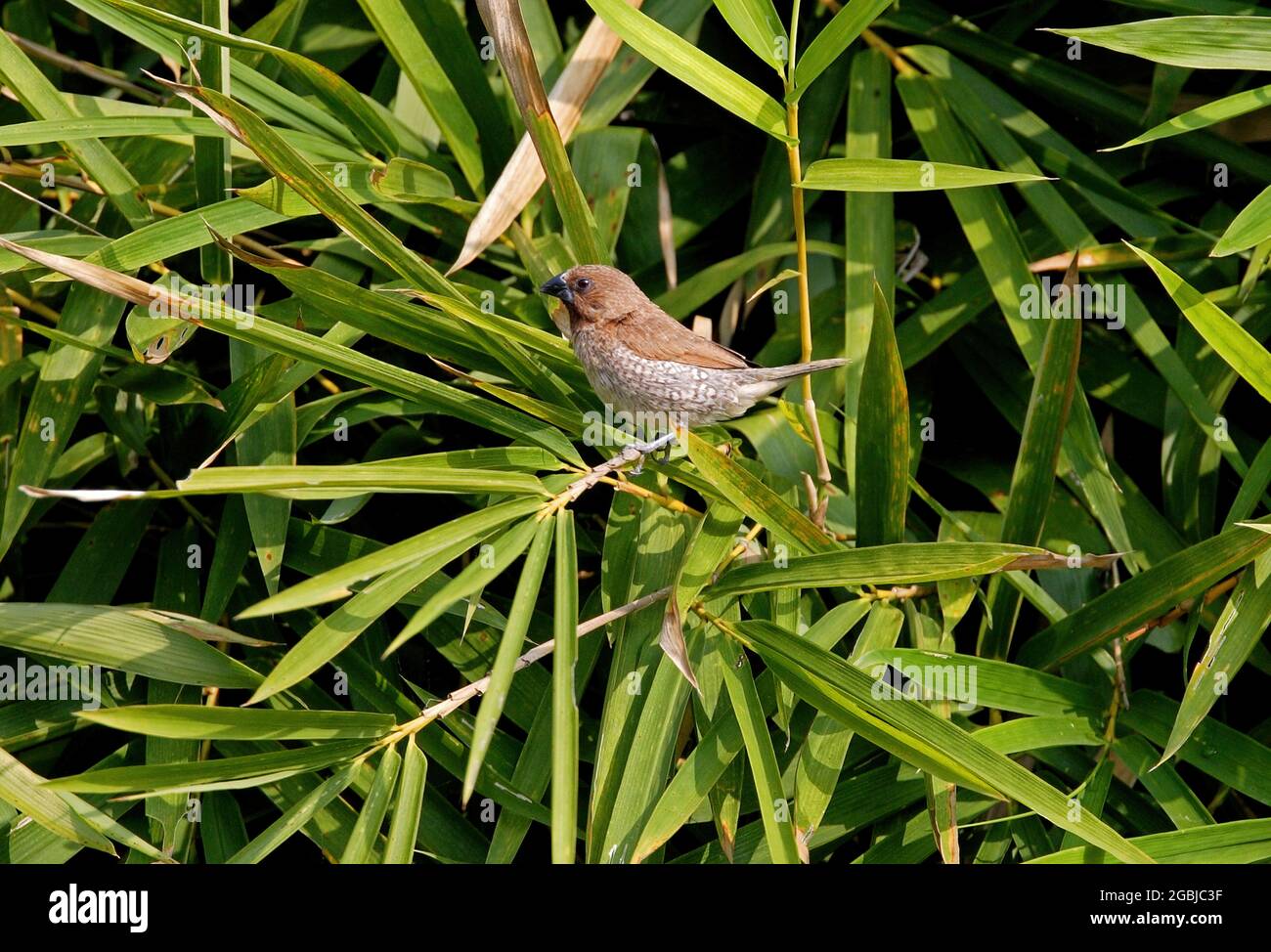 Munia (Lonchura punctulata topela), arroccato su bambù nel nord della Thailandia Novembre Foto Stock