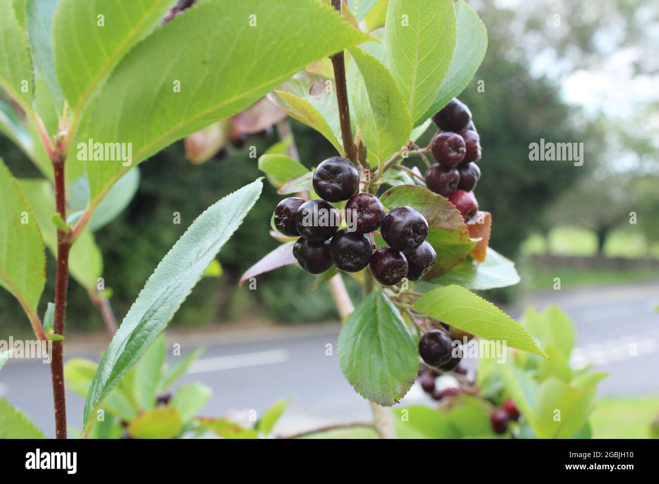 Aronia bacche pianta con frutta anche conosciuta come chokeberry dovuto l'astringenza del frutto Foto Stock