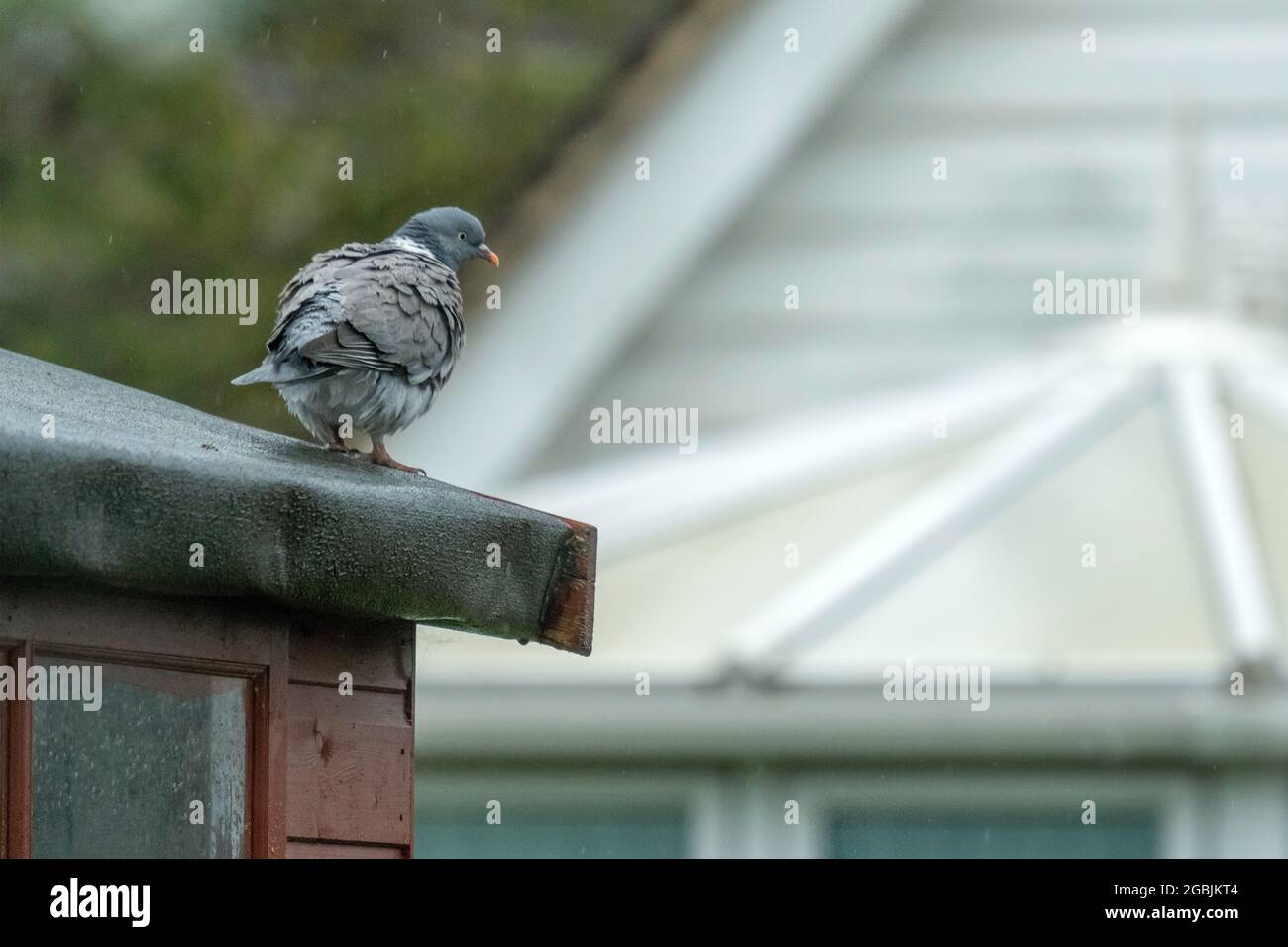 Pigeon stand sul tetto di capanna al giardino Foto Stock