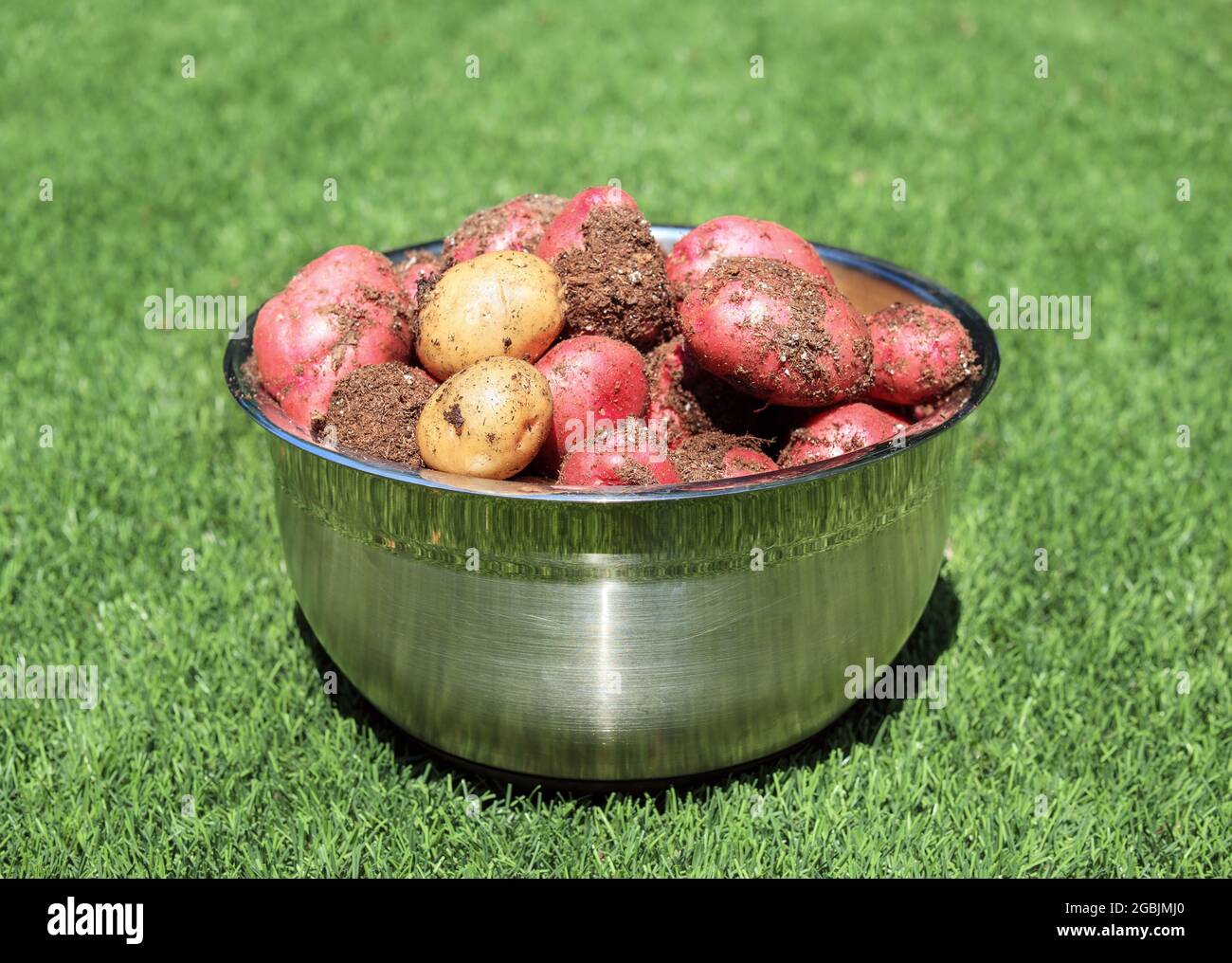 Patate fresche prelevate in un recipiente grande, appena raccolte. Contenitore in acciaio inox con patate rosse e gialle di medie dimensioni grezze su cortile artificiale Foto Stock