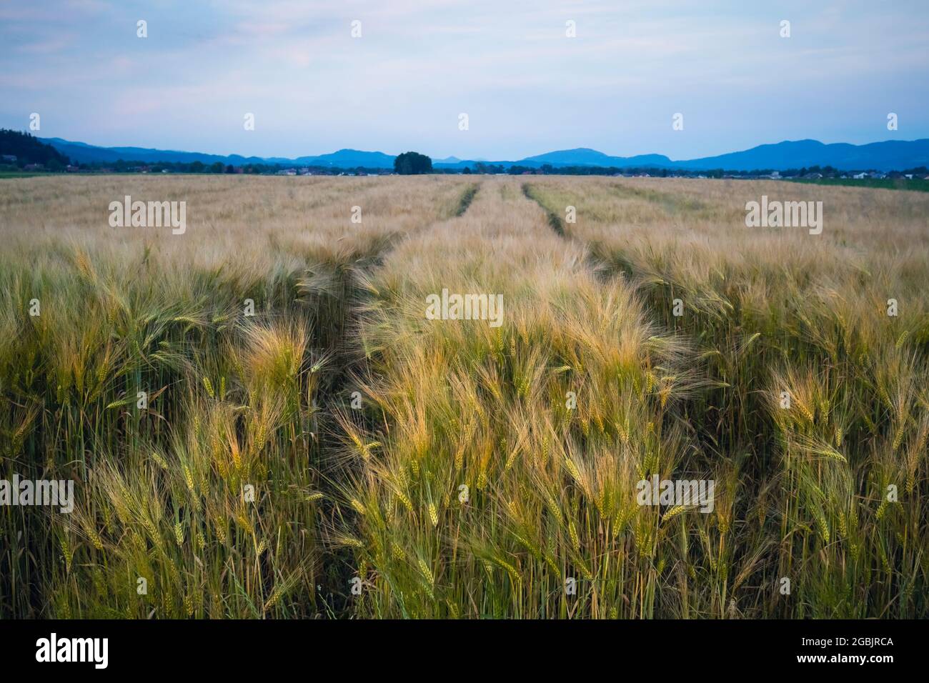 Orecchie di grano verde che ondeggiano nel vento Foto Stock