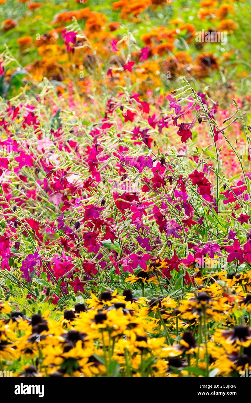 Tabacco in fiore Nicotiana 'Crimson Bedder' Rudbeckias fiori colorati cottage giardino letto di fiori Foto Stock