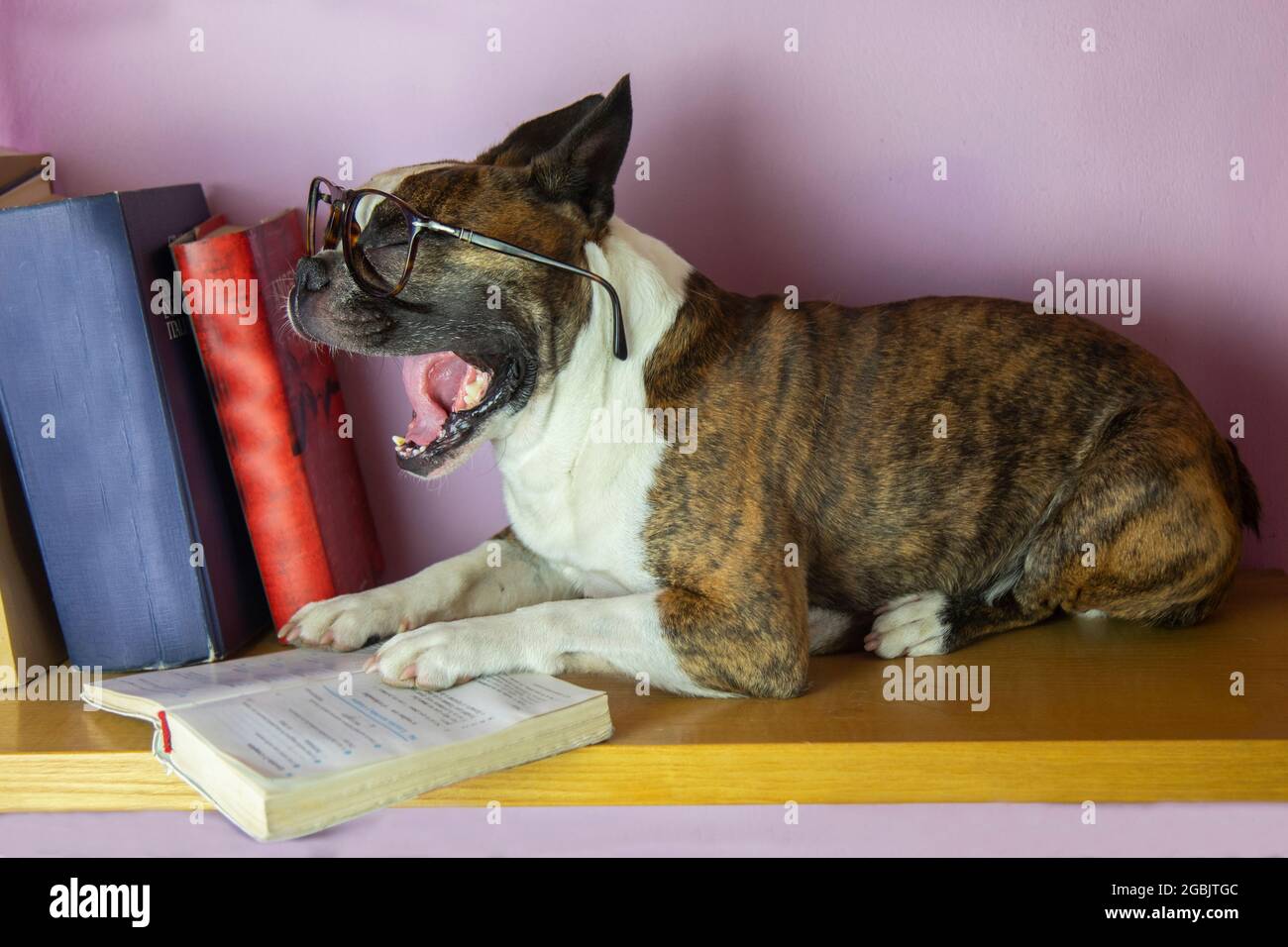 il bulldog francese legge un libro come un uomo e sbadiglia dalla noia Foto Stock