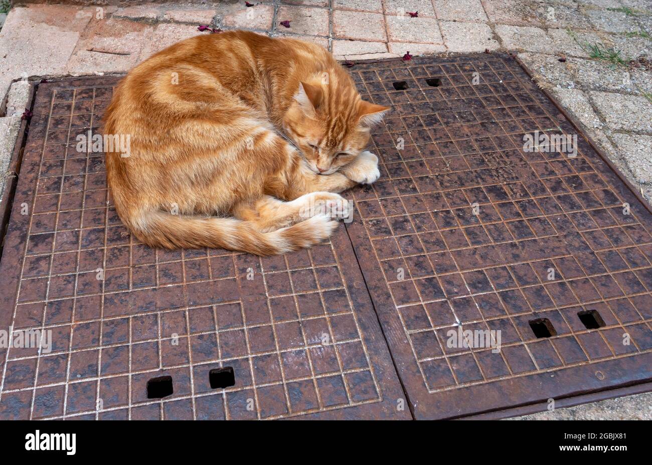 gatto zenzero arancione che dorme sulla targa di servizio metallo di strada Foto Stock