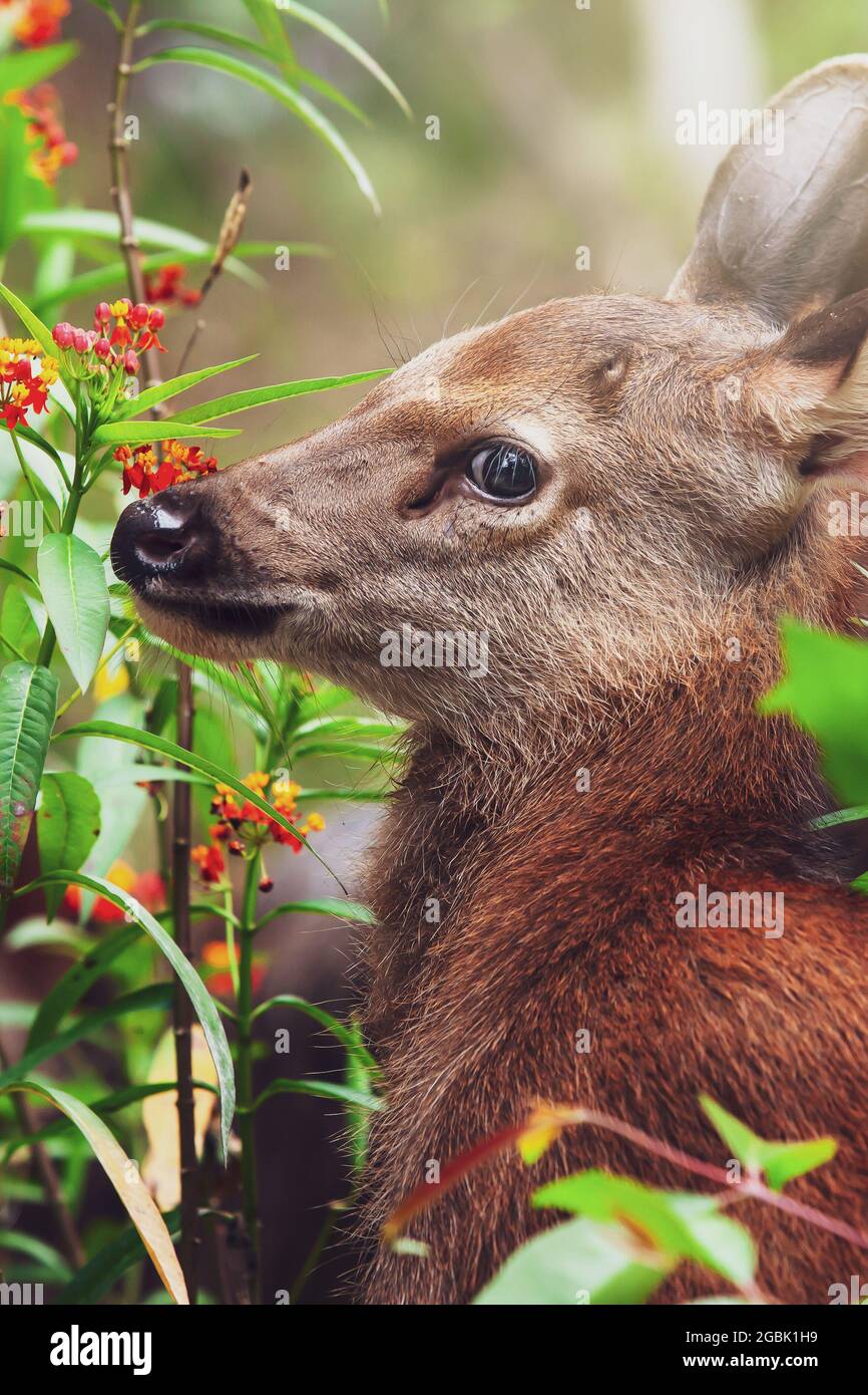 Primo piano un piccolo cervo pegno e madre sambar rilassarsi in un campo di fiori in una giornata estiva. Parco Nazionale di Khao Yai, Tailandia. Foto Stock