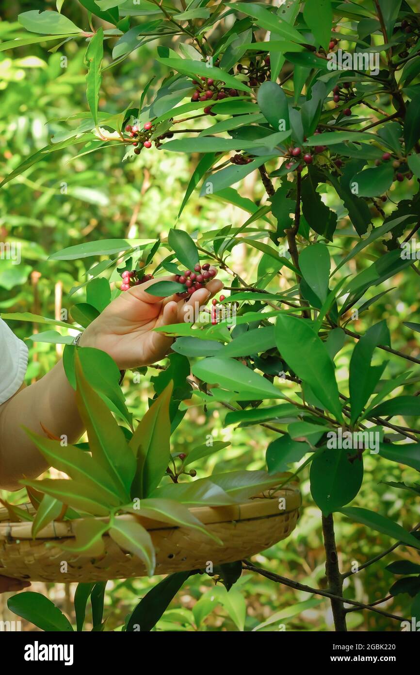 Raccolta di frutti commestibili selvatici maturi in una foresta tropicale. Primo piano mani femminili che raccolgono frutta selvatica. Cibo in natura. Concentrarsi sulla frutta selvatica. Foto Stock