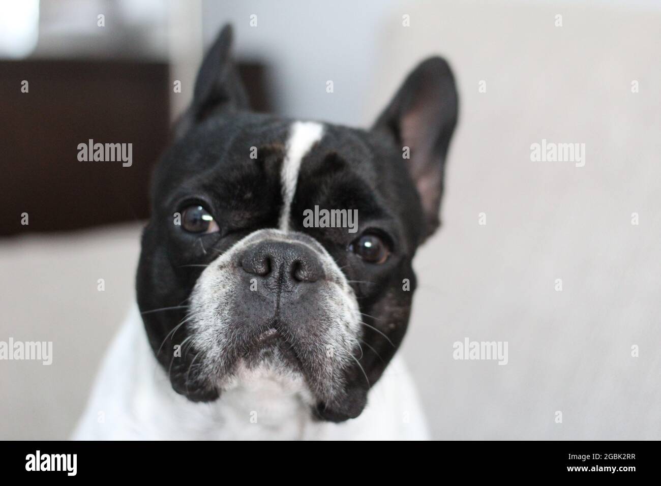 Bulldog francese ritratto Foto Stock