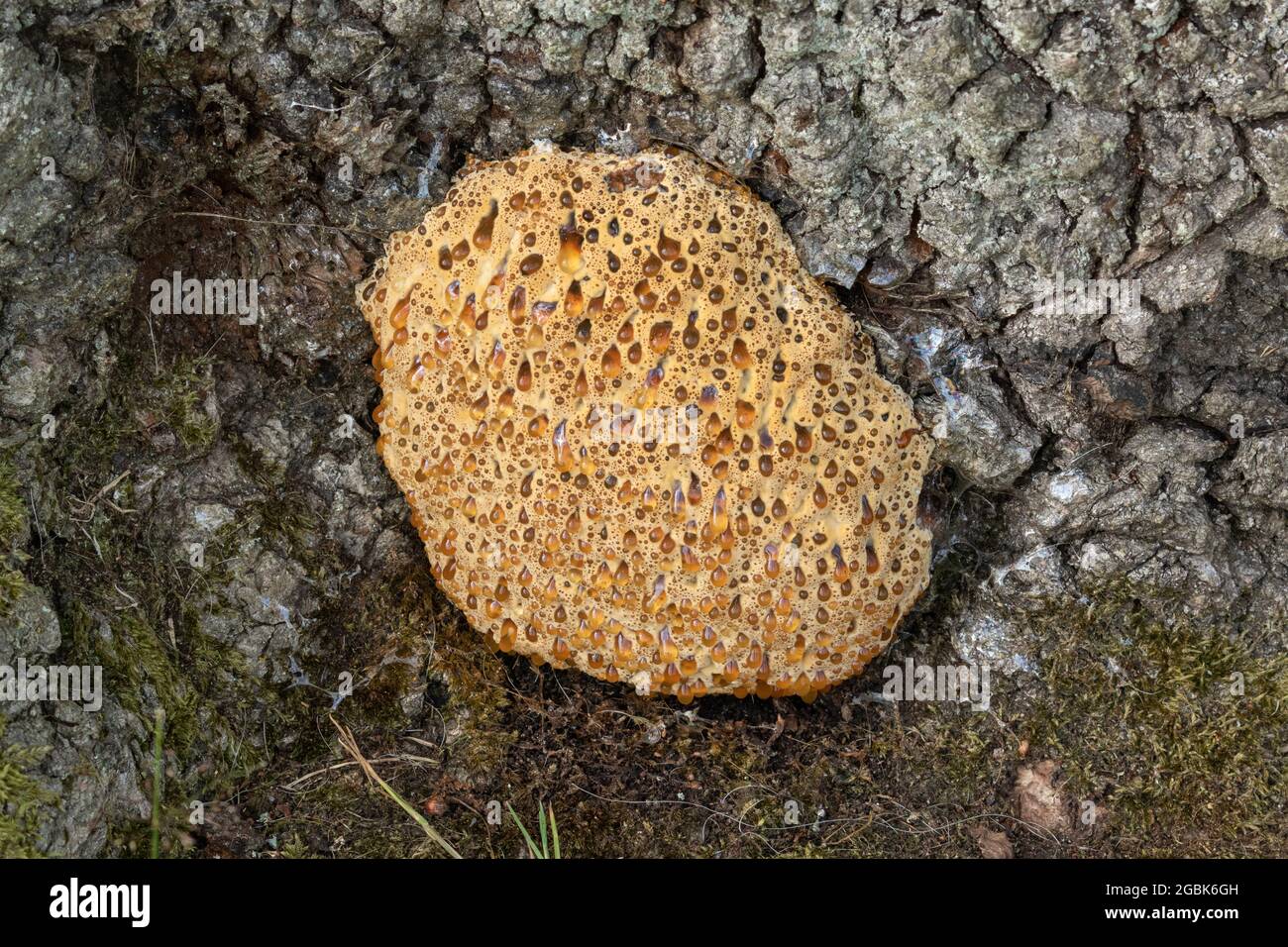 Inonotus Dryadeus fungo alla base di un vecchio albero di quercia inglese  Foto stock - Alamy