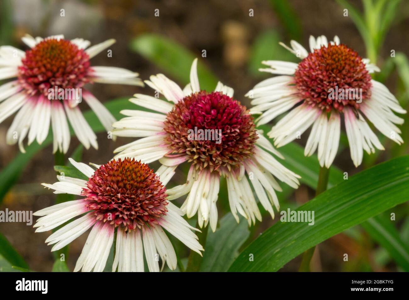 Coneflower Echinacea "fragola e crema" Foto Stock