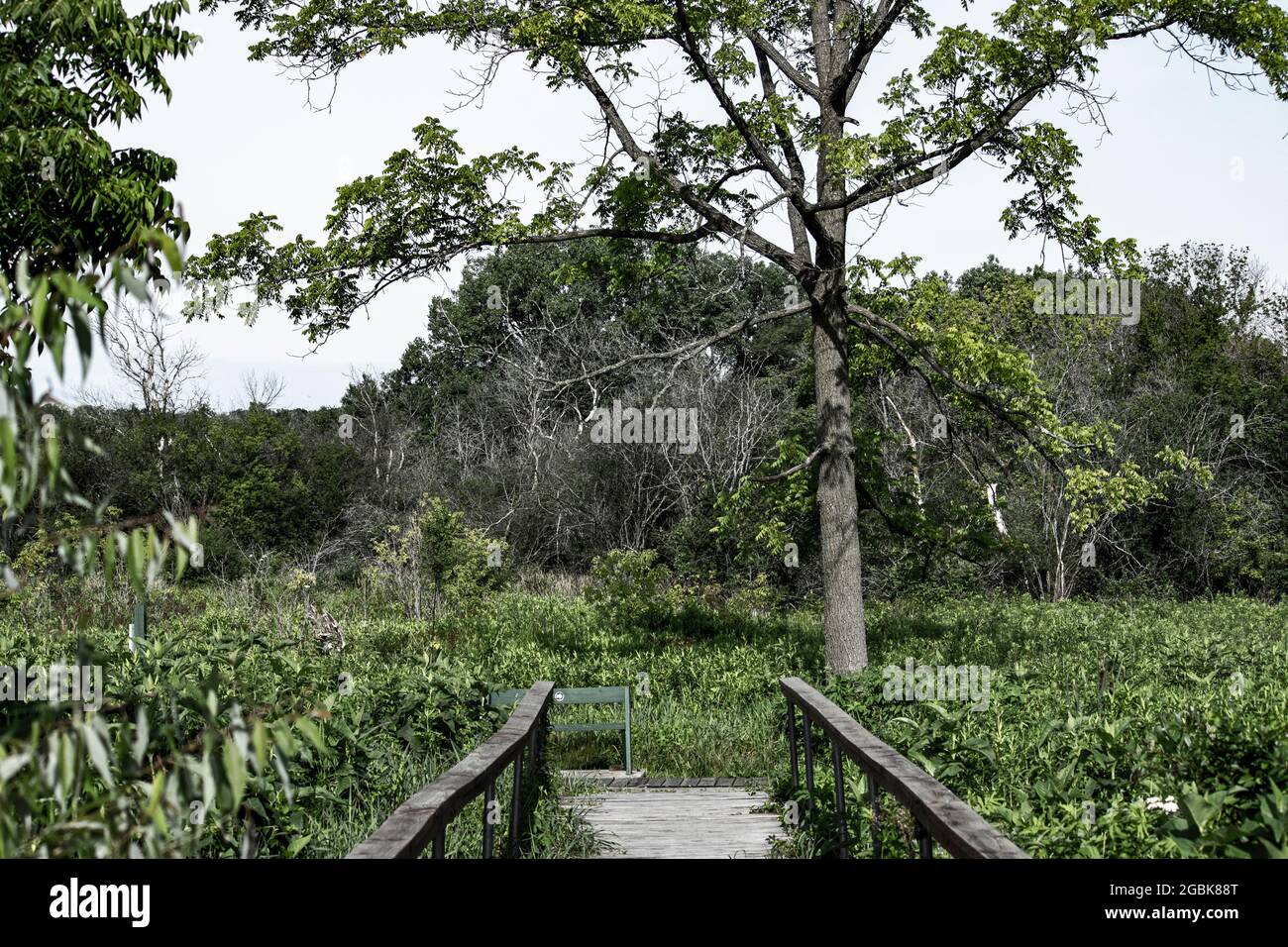 albero alla fine di un sentiero Foto Stock