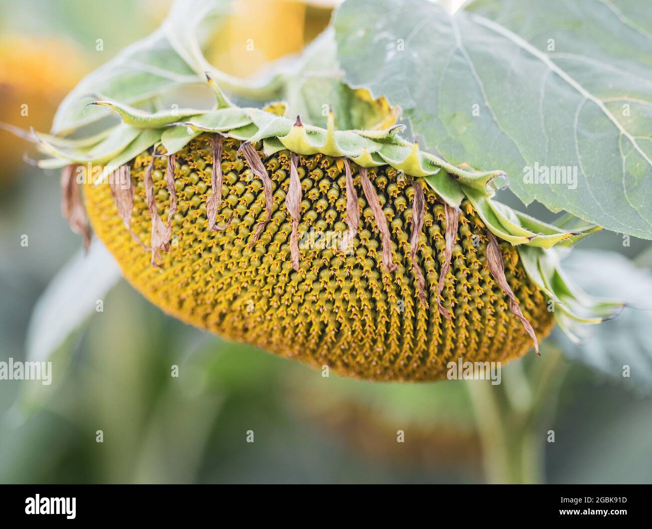 Girasole mature sul campo, ora estiva Foto Stock