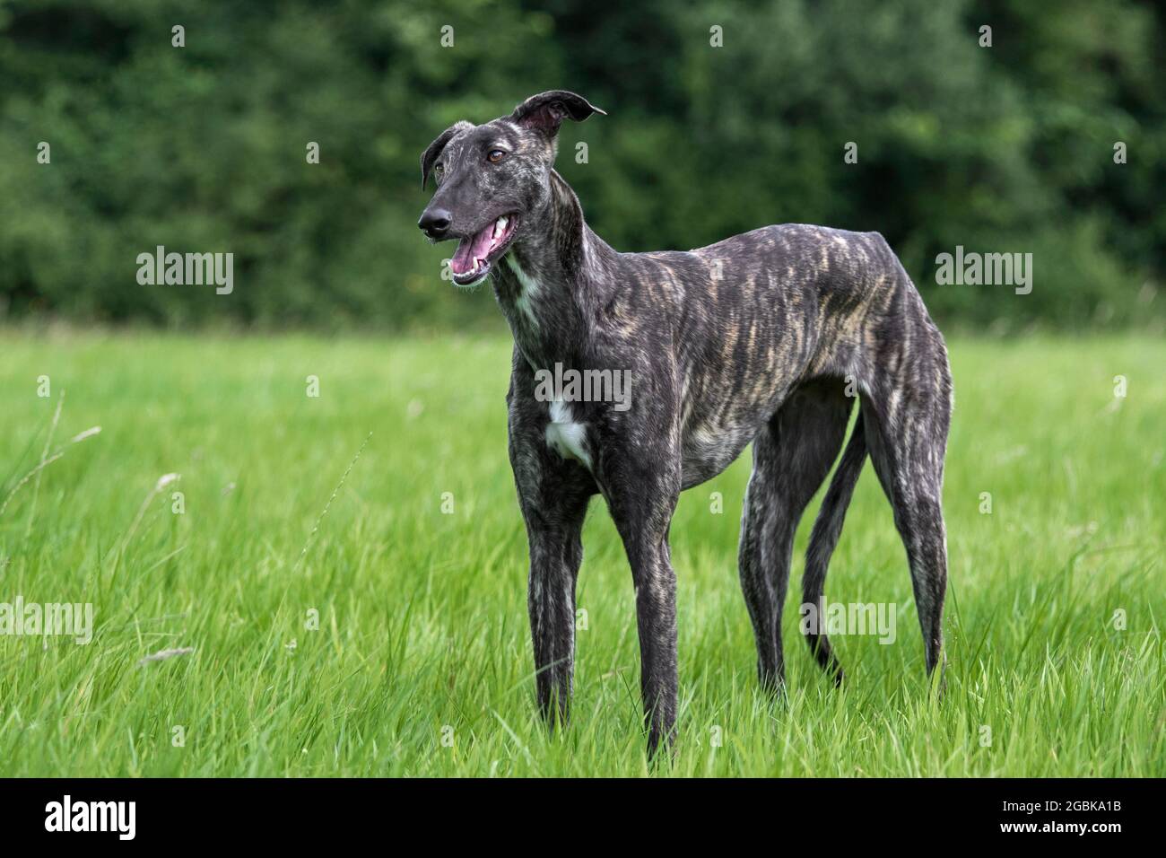 Brindled rough-coated Galgo Español / barcino galgo spagnolo / atigrado sospiro spagnolo, razza di cane dei sospiri in campo Foto Stock