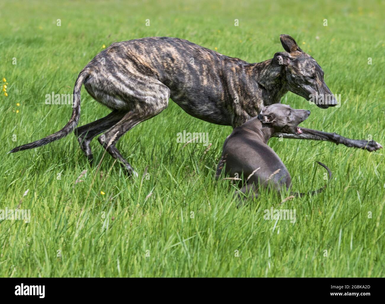 Brindled rough-coated Galgo Español / barcino galgo spagnolo / sospiro spagnolo e italiano Greyhound / piccolo levriero Italiano in esecuzione sul campo Foto Stock