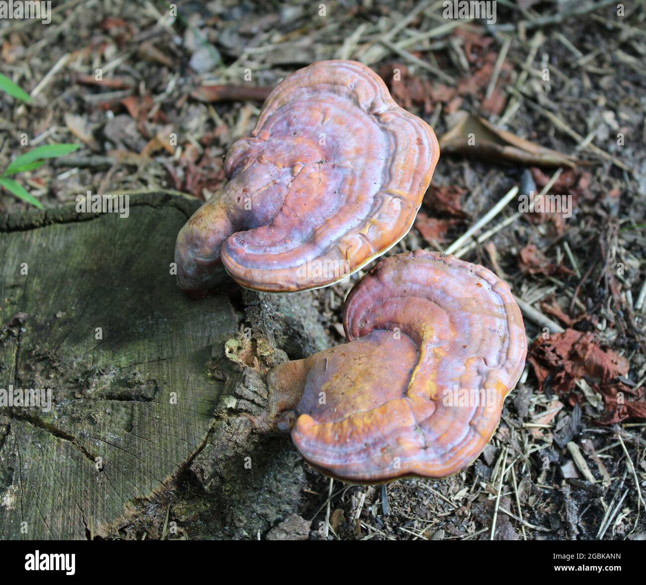 Due funghi porosi su un vecchio ceppo di alberi Foto Stock