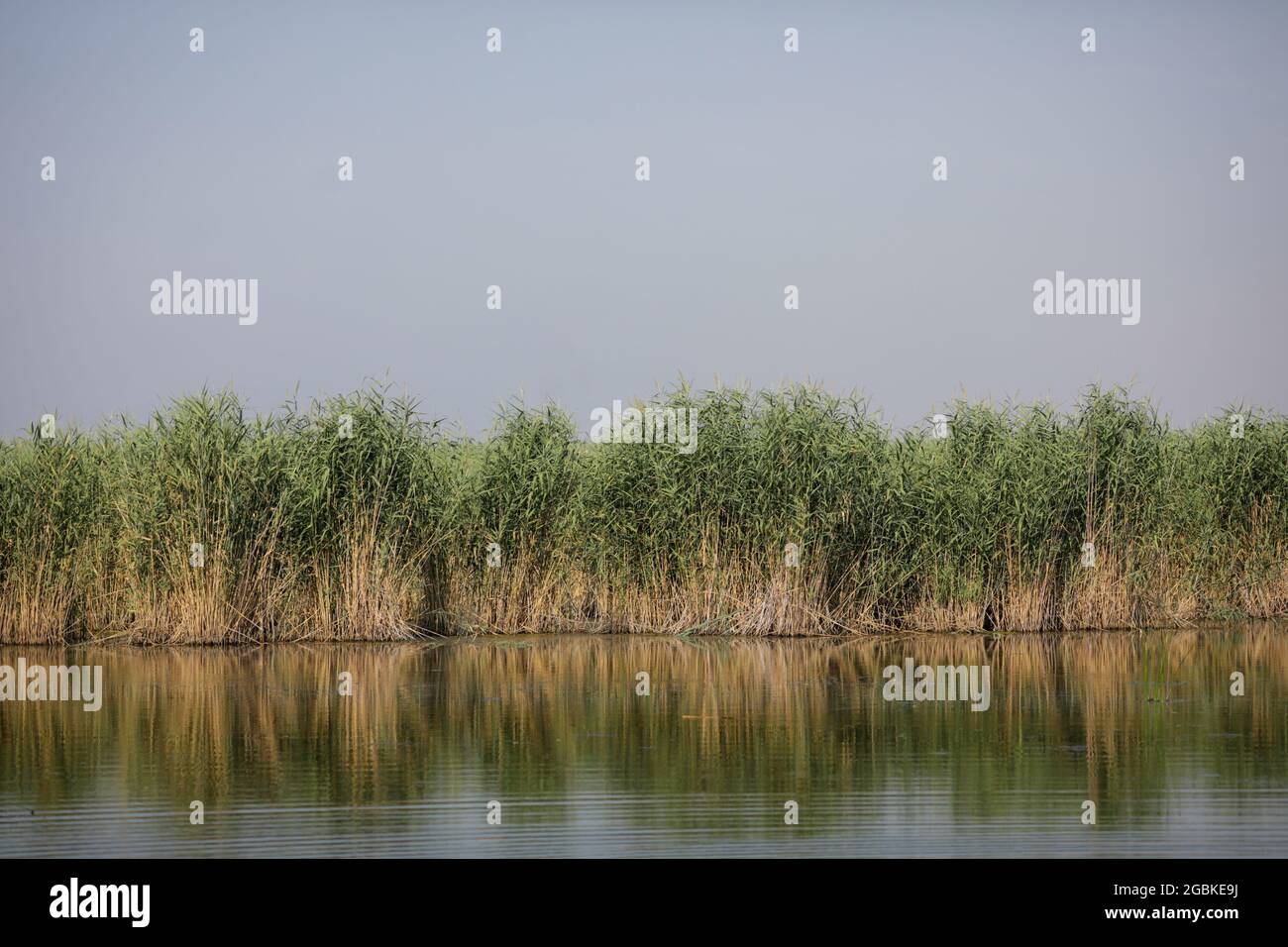 Piante specifiche delle zone umide (canne) del delta di Neaslov in Romania, molto simili al delta del Danubio. Foto Stock