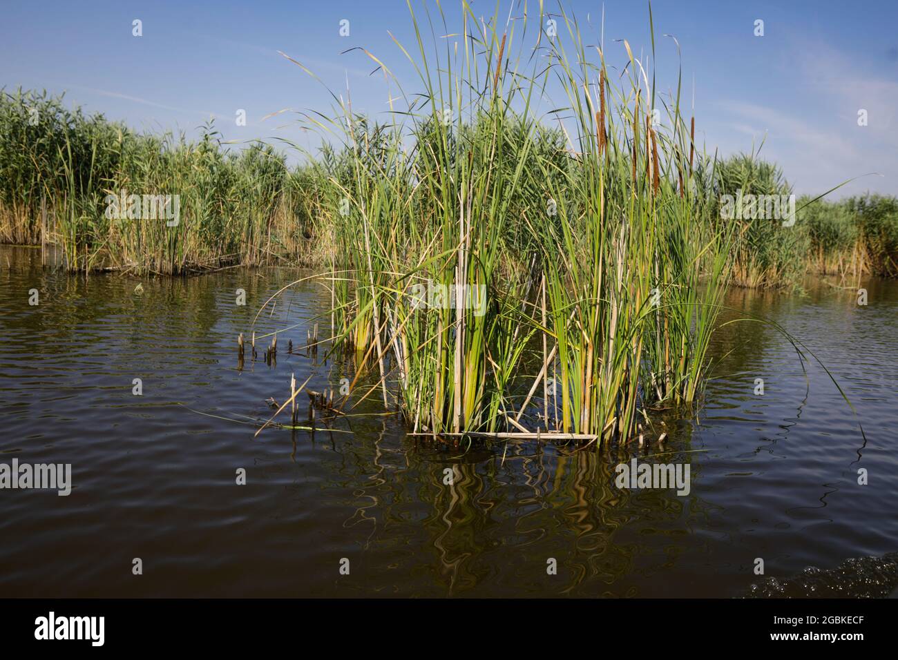 Piante specifiche delle zone umide (canne) del delta di Neaslov in Romania, molto simili al delta del Danubio. Foto Stock