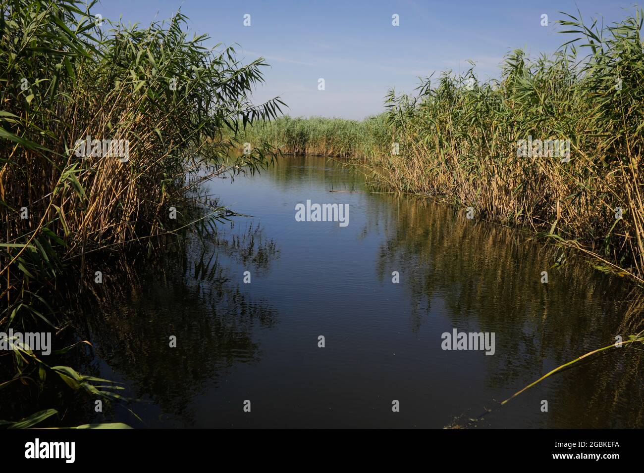 Piante specifiche delle zone umide (canne) del delta di Neaslov in Romania, molto simili al delta del Danubio. Foto Stock