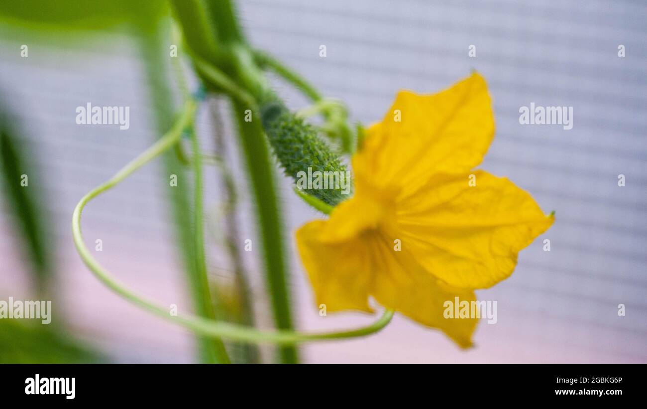 Verde piccolo croccante raccolta di cetrioli primo piano. Molti piccoli cetrioli verdi con fiore giallo. Raccolta di cetrioli. Piccolo cetriolo croccante verde da vicino. Verdure ecologiche. Contesto agricolo. Foto Stock