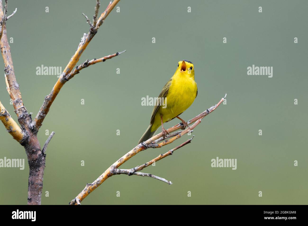 Maschio Wilson's Warbler Belting out a Song Foto Stock