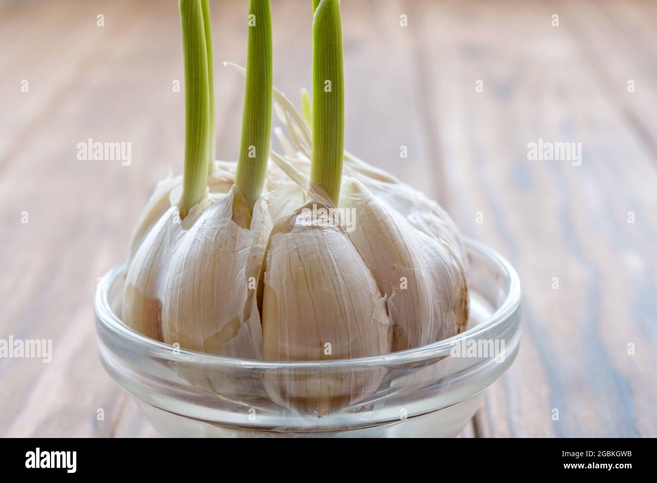 Spicchi d'aglio germogliati in una ciotola d'acqua. Foto Stock