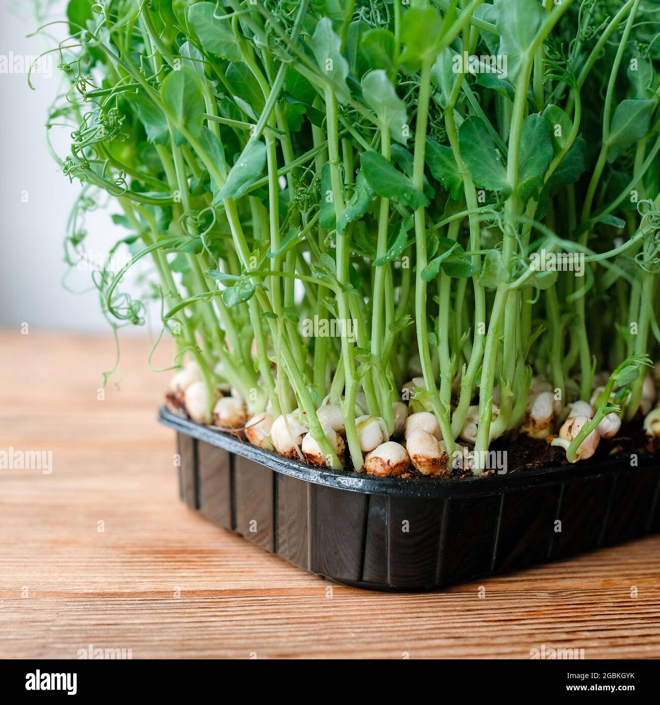 Piselli microgredi. Germogli verdi commestibili. Immagine quadrata. Foto Stock