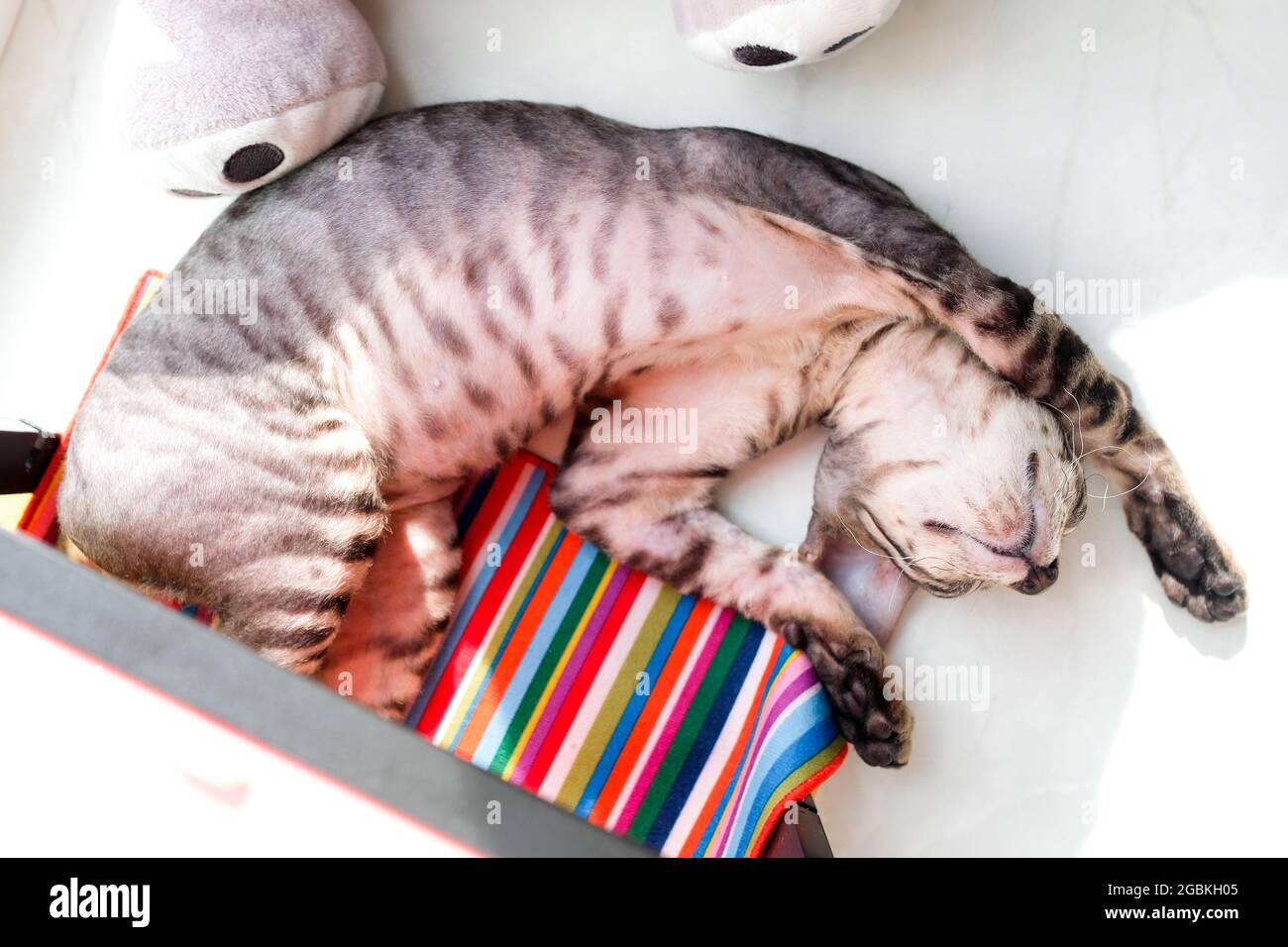 Tabby gattino che dorme dolcemente sulla schiena. Foto Stock