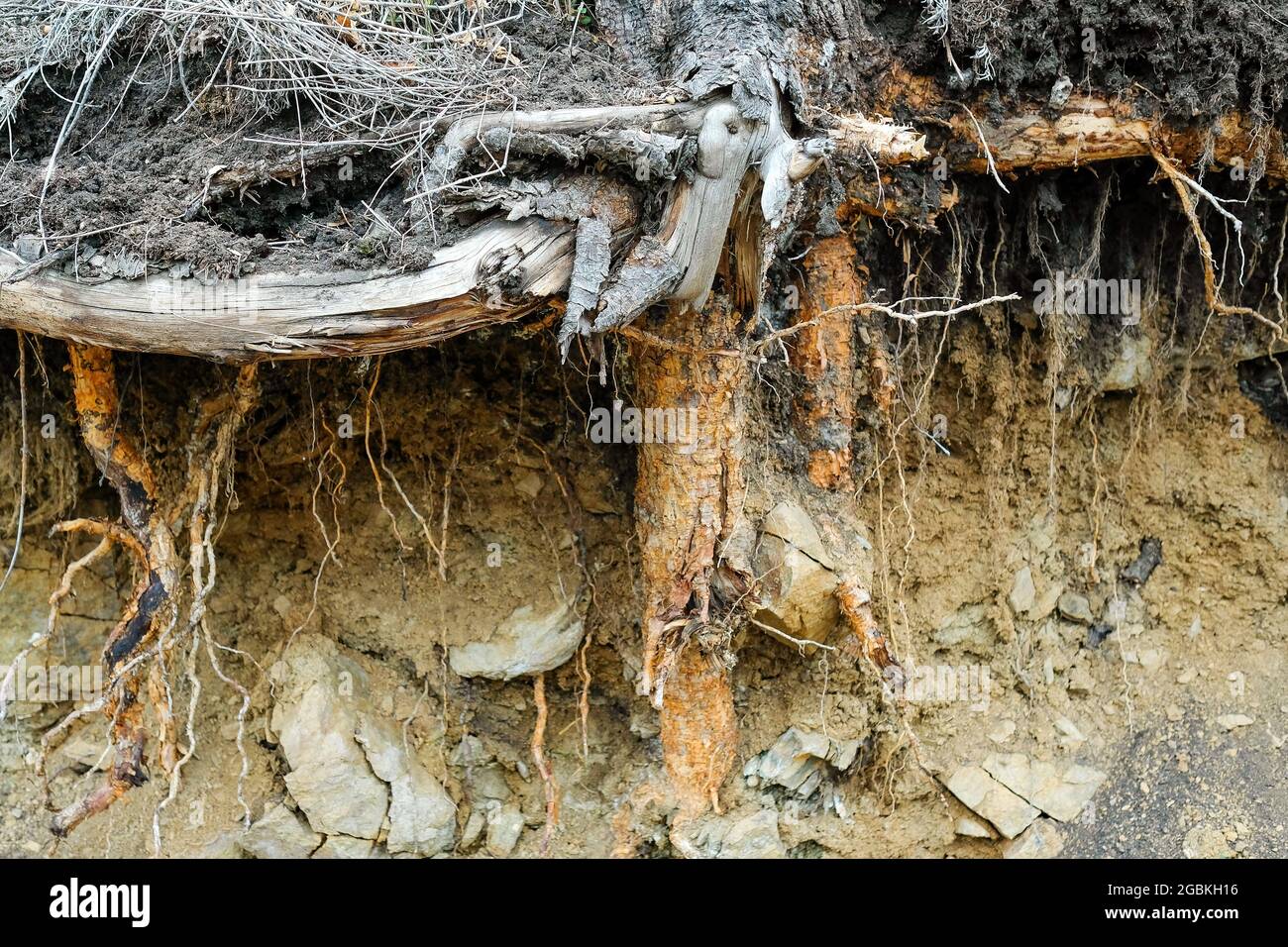 Il bordo della terra o del campo. Le radici di alberi e piante sono visibili. Terra di argilla. Foto Stock