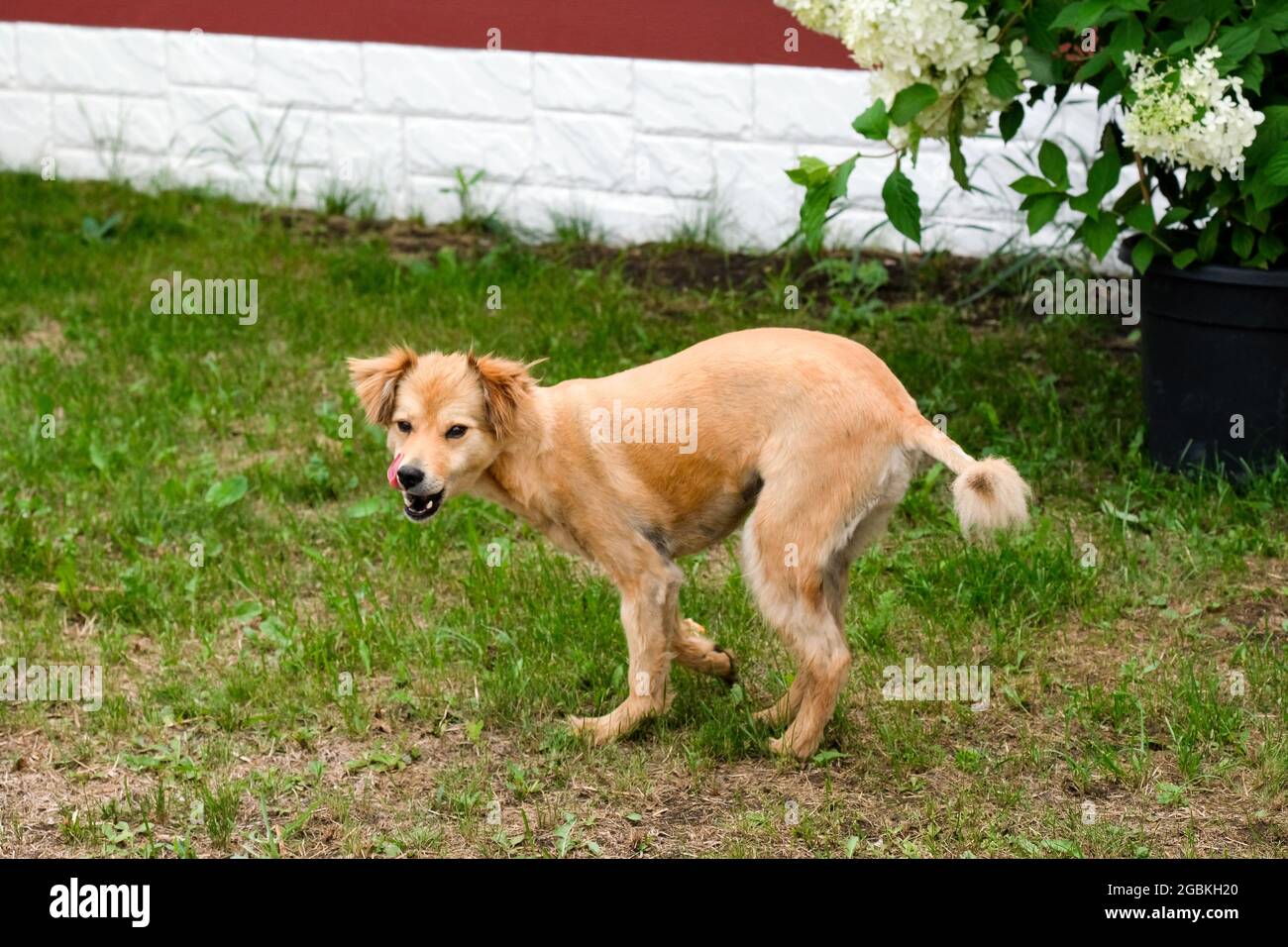 Un cane senza casa corre sull'erba. Foto Stock