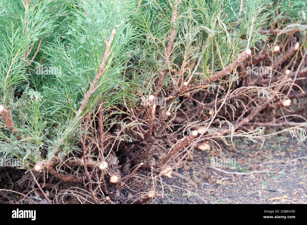 Tagliare i rami di un ginepro. Lavoro di giardinaggio, nessuna gente. Foto Stock