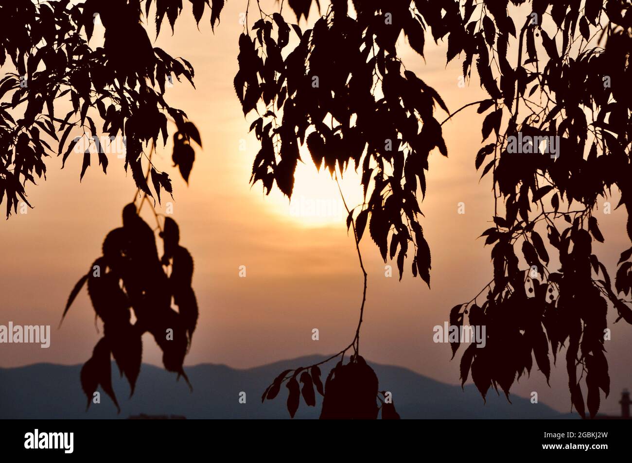Tramonto mediterraneo. Lascia la silhouette al tramonto estivo. Glorioso tramonto mediterraneo incorniciato da foglie appese da un albero della spiaggia. Foto Stock