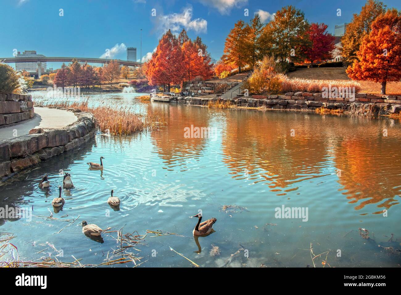 Parco urbano in autunno con alberi di arancio che si riflettono in stagno e oche in primo piano -s ome capovolto - e gli edifici e il ponte alto in background Foto Stock