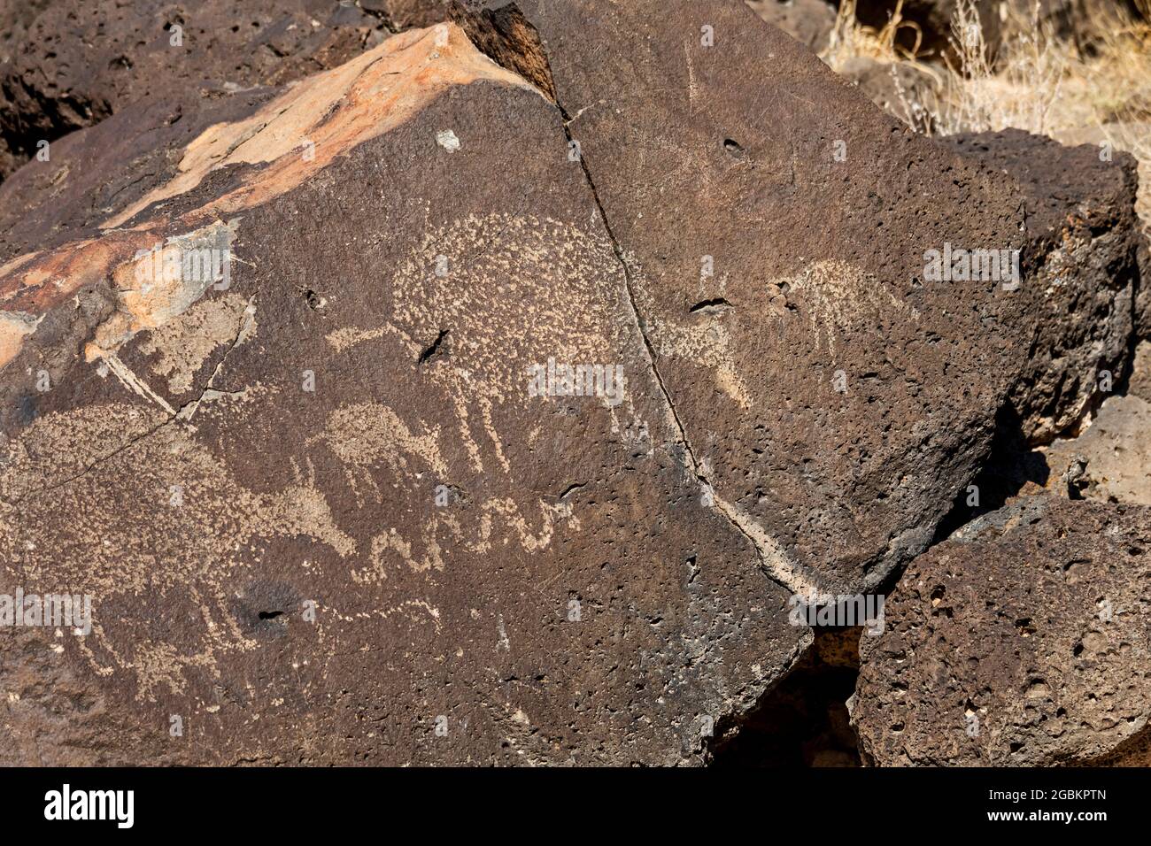 Albuquerque, New Mexico - l'unità del Canyon di Rinconada del Petroglyph National Monument. È incerto se l'immagine di pecora pascolo è stata scolpita da Foto Stock