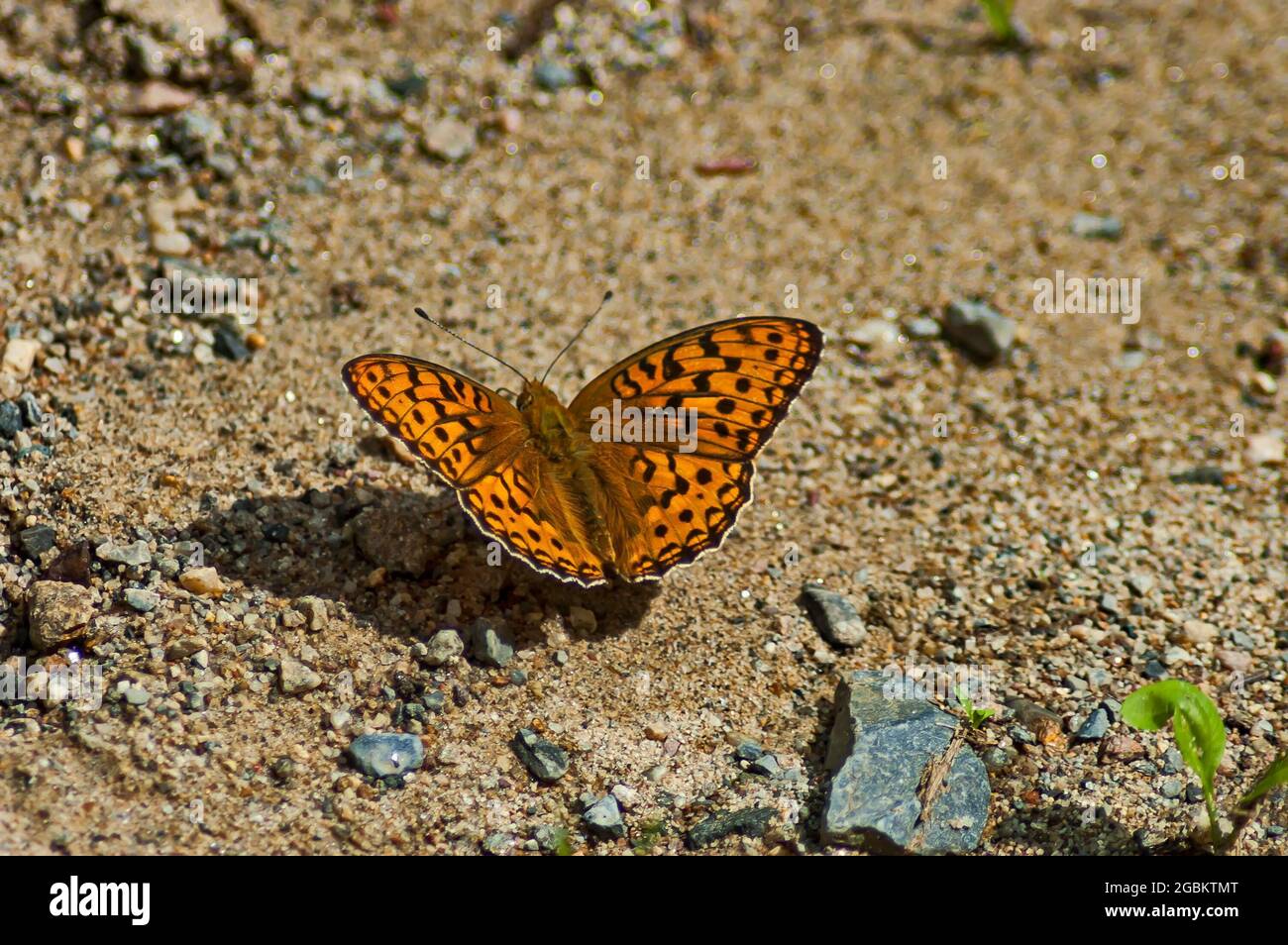 Farfalla gialla con ali decorate con figure nere nel giardino, Sofia, Bulgaria Foto Stock