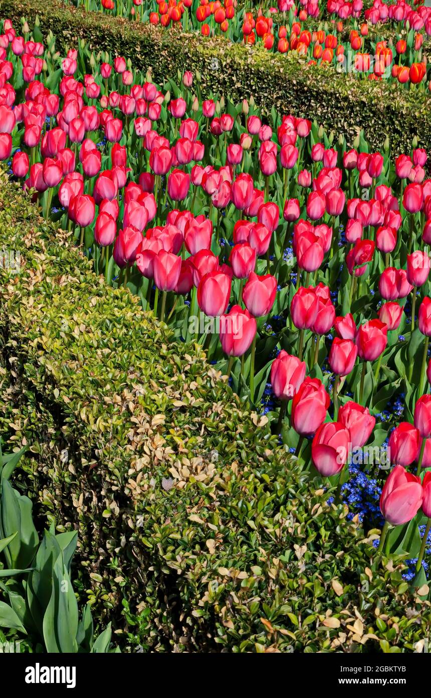Bellissimo campo con tulipani rossi e rosa in fiore, delimitato da arbusti ornamentali verdi, Sofia, Bulgaria Foto Stock