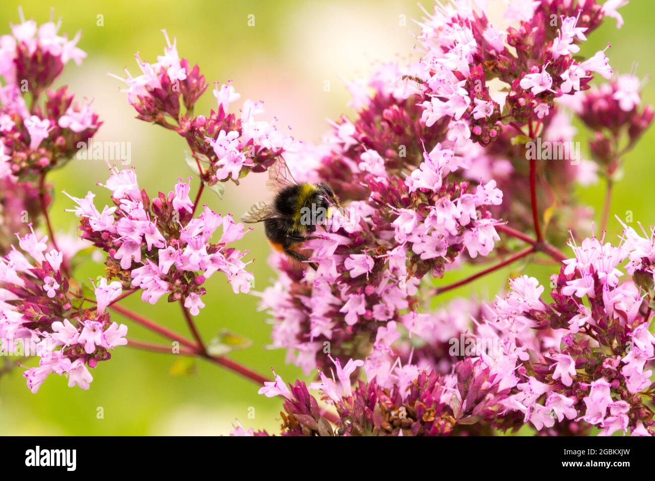 Marjoram selvatico bumblebee Foto Stock