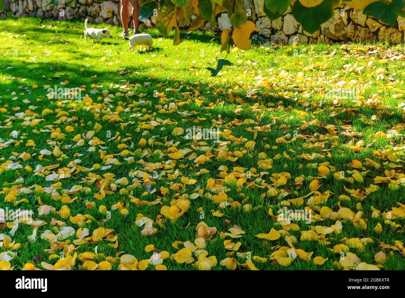Due cani che camminano in un giardino di foglie d'autunno Foto Stock