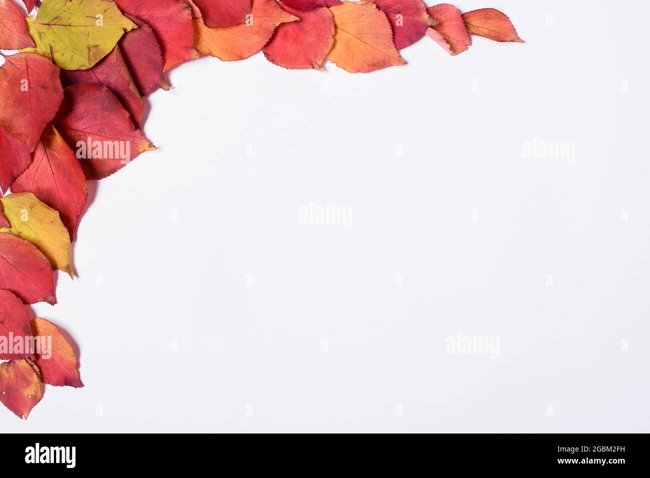 Cornice autunnale in foglie rosse e gialle su sfondo bianco. Mock up, piatto Foto Stock