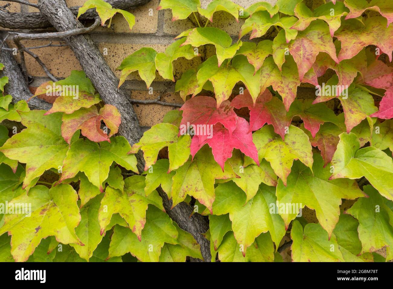 Ivy aggrappato ad un muro di mattoni, Stati Uniti Foto Stock