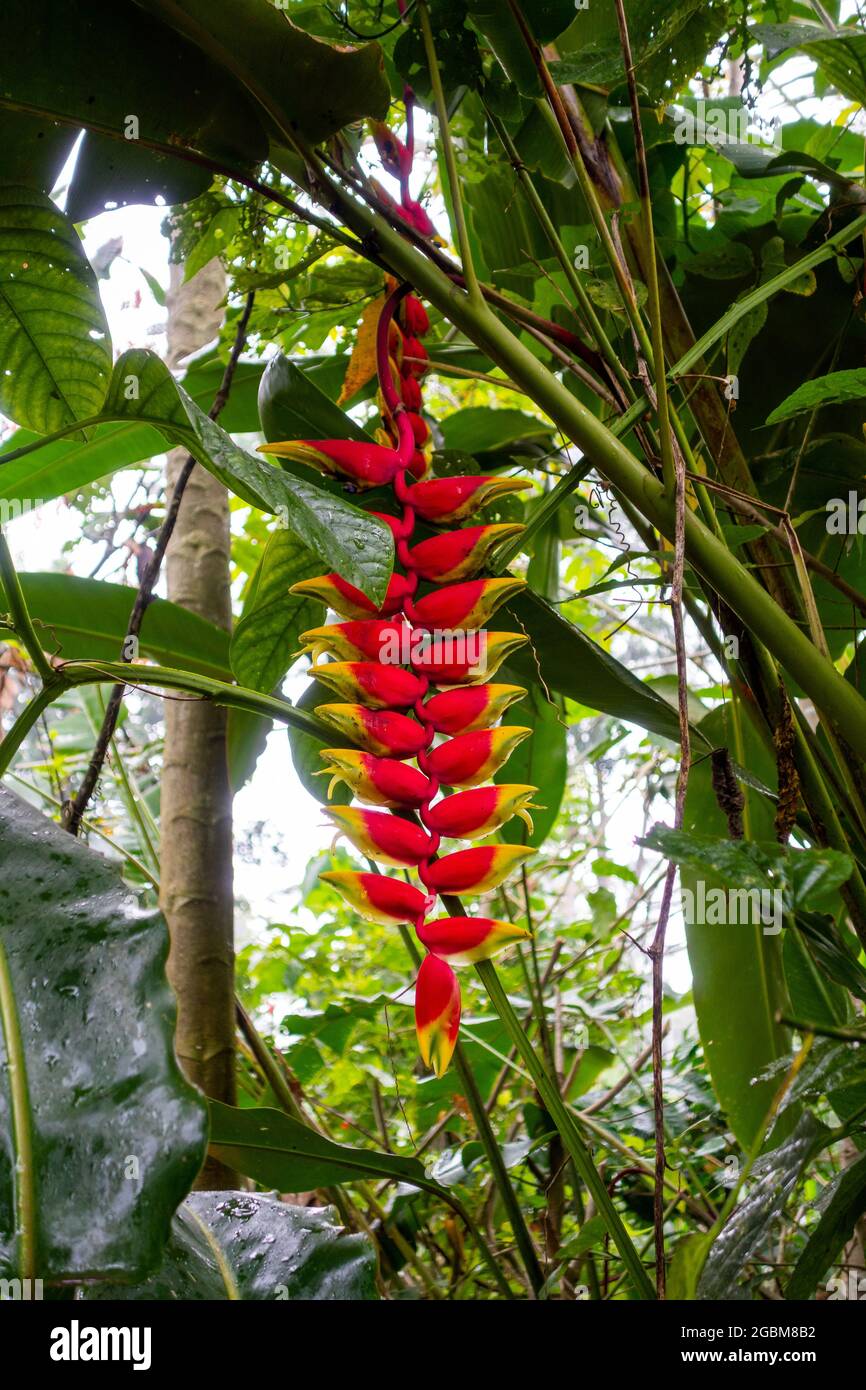 Primo piano di fiori di heliconia rosso brillante Foto Stock