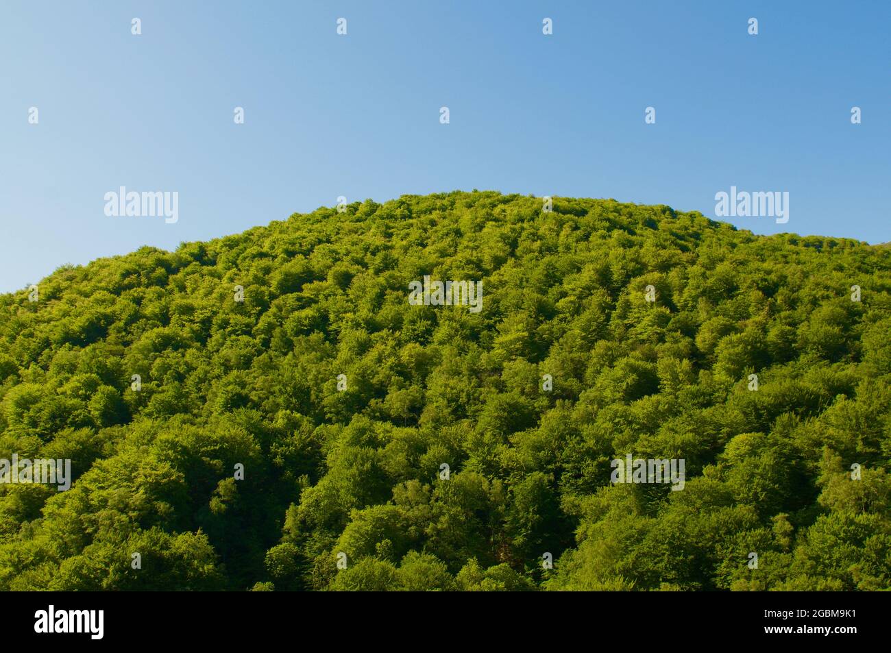 Vista ad angolo basso di un lussureggiante bosco di alberi di castagno vicino a Rivera, Svizzera Foto Stock