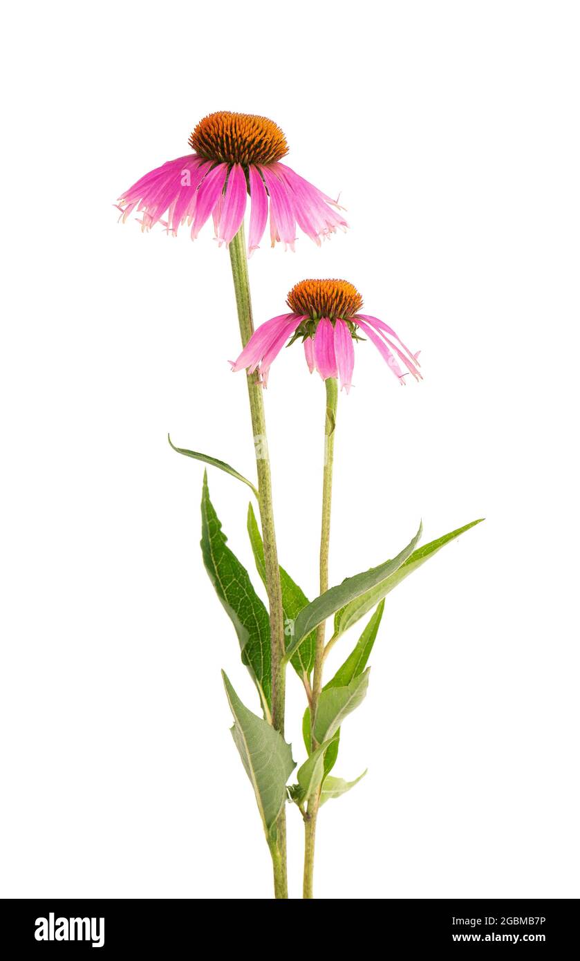 Echinacea purpurea fiori isolati su sfondo bianco. Piante medicinali a base di erbe. Foto Stock