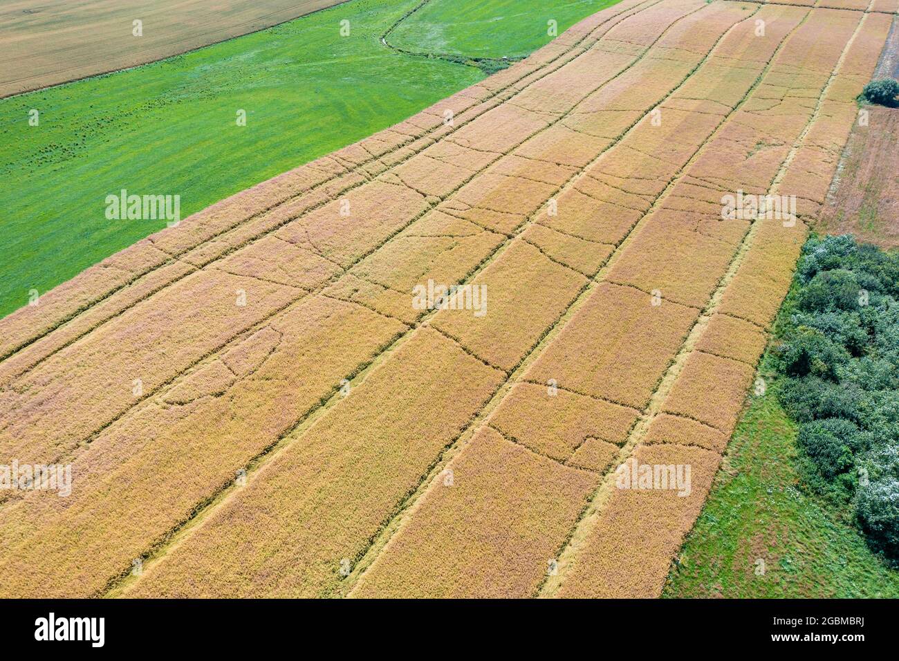 Vista aerea del campo di grano distrutto da animali selvatici Foto Stock