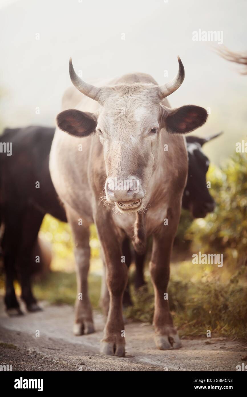 Ritratto di una mucca cornetta. Ritratto di un toro beige. Una mandria di mucche sta camminando. Foto Stock