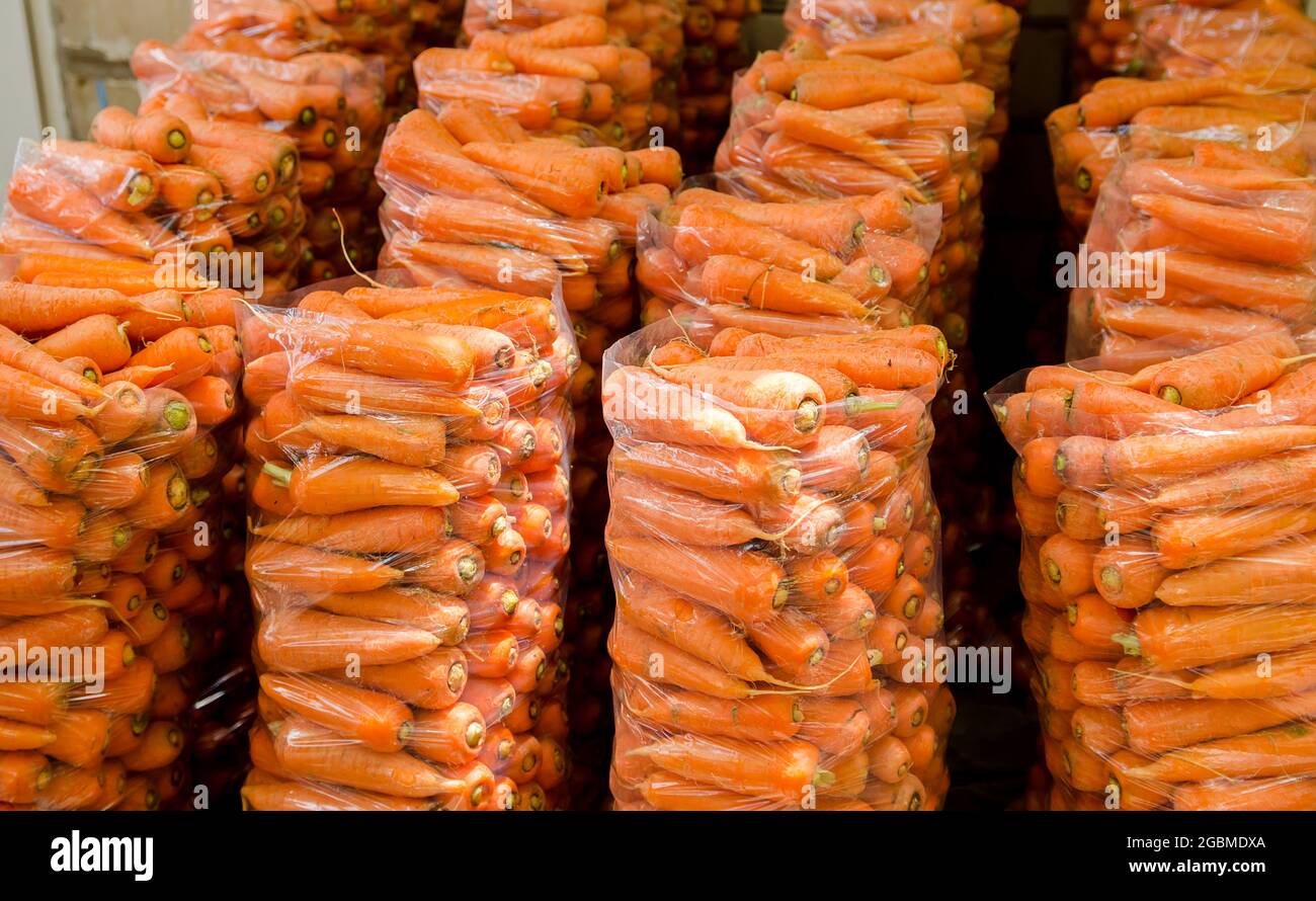 Sacchetti con carote fresche giovani preparati per la vendita. Carote appena raccolte. Raccolta di verdure biologiche. Agricoltura e agricoltura. Messa a fuoco selettiva Foto Stock