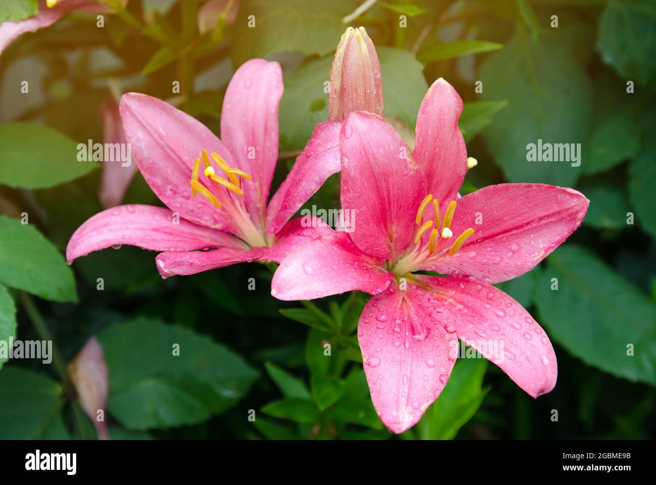 Un bel cespuglio di gigli rosa che crescono nel giardino dopo la pioggia. Carta da parati naturale. Splendido sfondo. Messa a fuoco selettiva Foto Stock