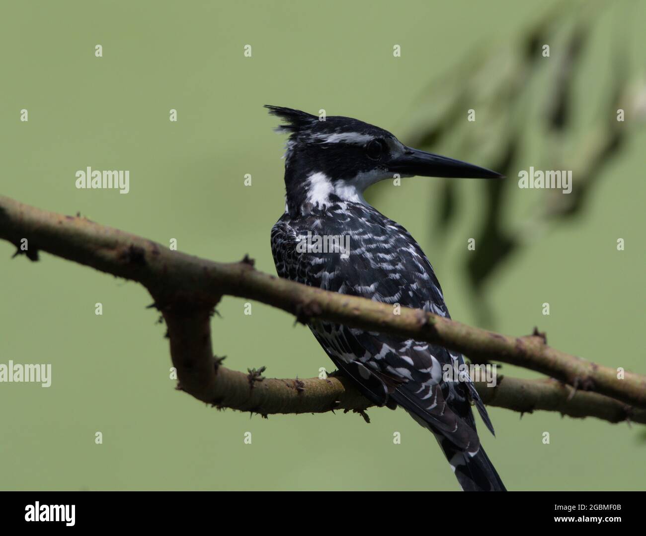 Primo piano ritratto di bianco e nero Pied Kingfisher (Ceryle rudis) che riposa nel ramo Lago Awassa, Etiopia. Foto Stock