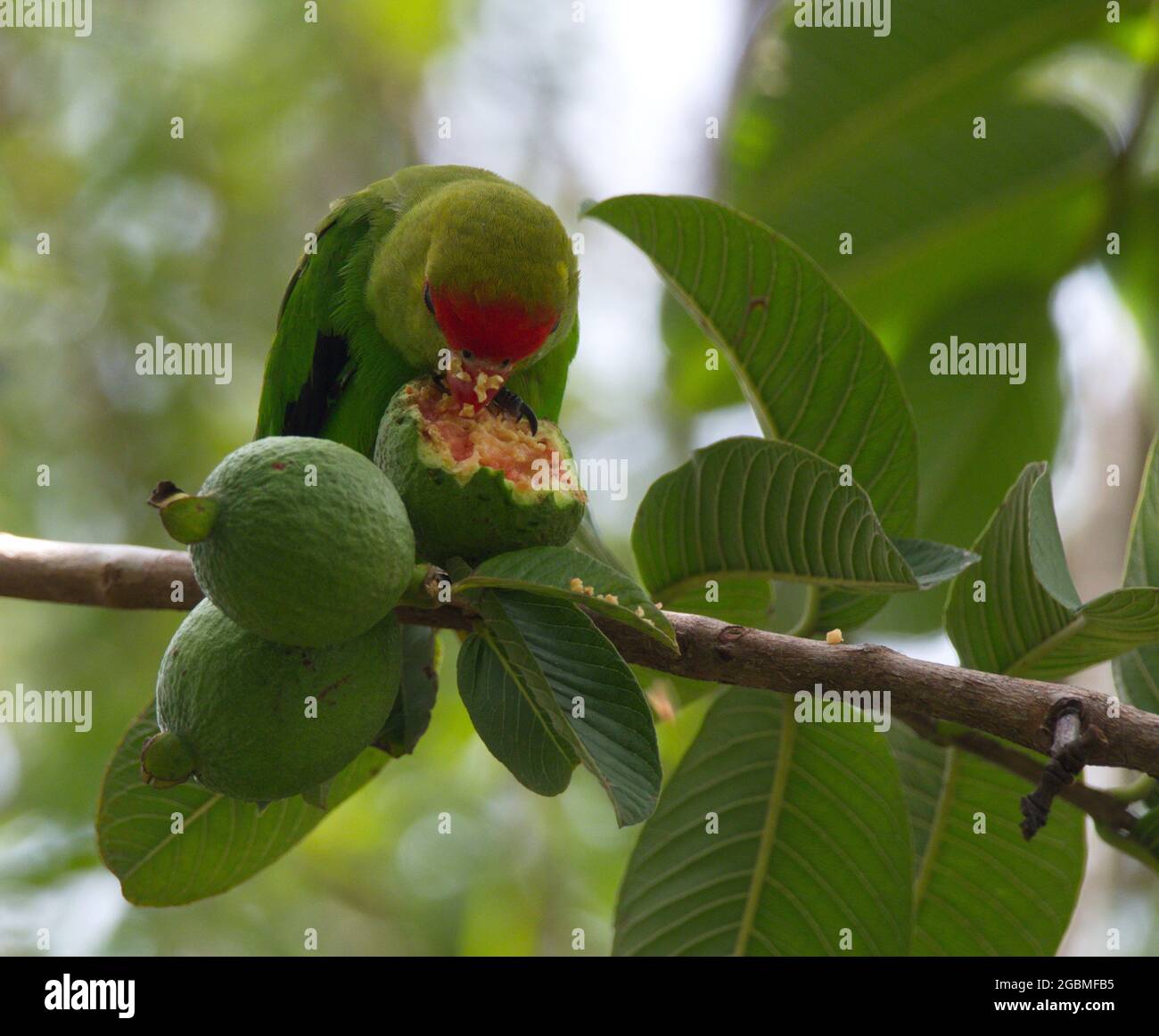 Closeup ritratto di avebird alato nero (Agapornis taranta) con faccia coperta di frutta guava, Lago Awassa, Etiopia. Foto Stock