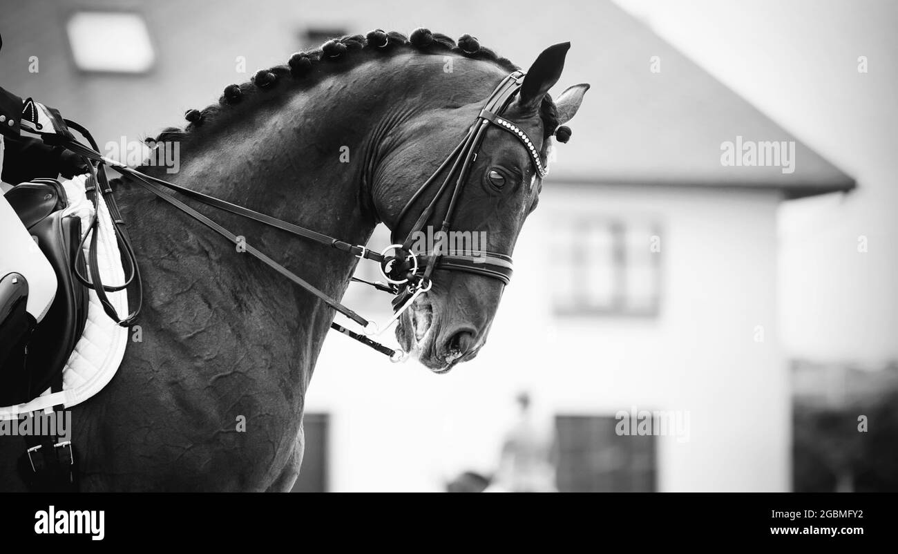 Sport equestre.la gamba del pilota nella staffa, a cavallo marrone. Dressage di cavalli nell'arena. Ritratto sport stallone nel doppio Foto Stock
